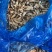 去沙蛏王肉大蛏子圣子肉圣王肉海蛏子