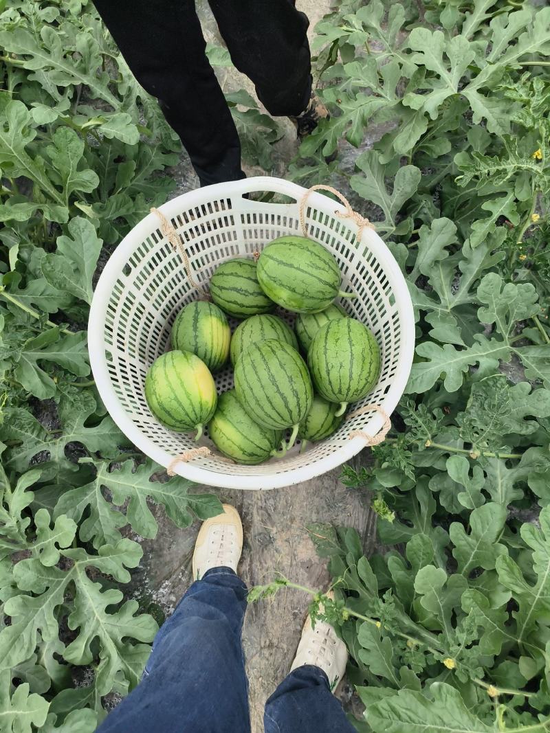早春红玉西瓜，嘉秀精品皮薄爽口，甜蜜蜜，果香诱人