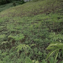 根据季节推售各种云南农副实业产品