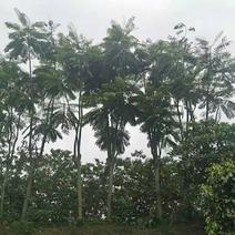 2304苗圃供应巴西豆树20-30cm粘叶豆热带