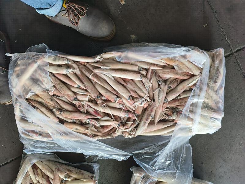 鱿鱼船冻鱿鱼25G鱿鱼东山小管鲜度好鱿鱼大鱿鱼