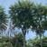 2304苗圃供应巴西豆树20-30cm粘叶豆热带