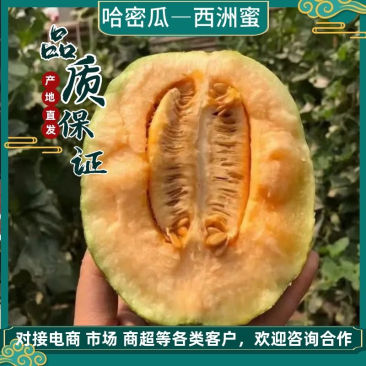 哈密瓜，西州蜜25大量上市，对接超市，档口，电商