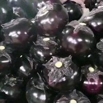 山东莘县精品紫光圆茄已上市，基地直发，电商供货