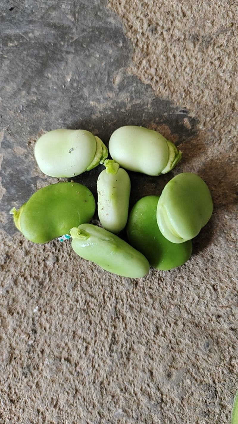 胡豆《蚕豆》，颜色清秀漂亮，颗粒饱满，一手货源全国发货
