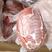 猪宝猪蛋猪睾丸国产猪宝猪蛋长期供应