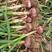 杂交紫把子蒜5.5～6.5cm鲜蒜，苗蒜扒皮鲜蒜