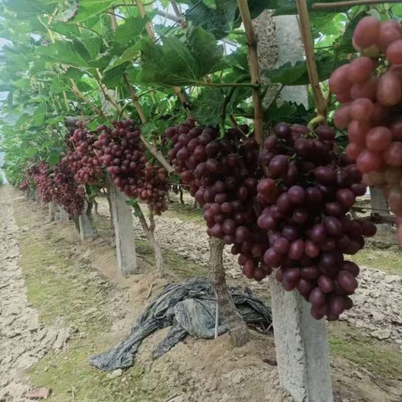克伦生葡萄大量上市