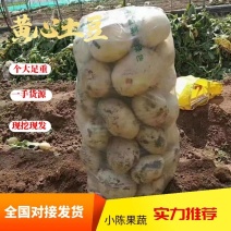 【精品】山地黄皮黄心土豆大量上市了个大皮毛亮暑型正大量供