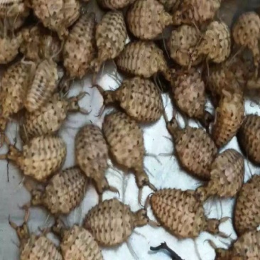 野生地牯牛蚁狮沙牛倒退虫金沙牛在沙底生活沙钻虫活体野生中