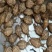 野生地牯牛蚁狮沙牛倒退虫金沙牛在沙底生活沙钻虫活体野生中