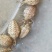 野生地牯牛蚁狮沙牛倒退虫金沙牛在沙底生活沙钻虫活体野生中