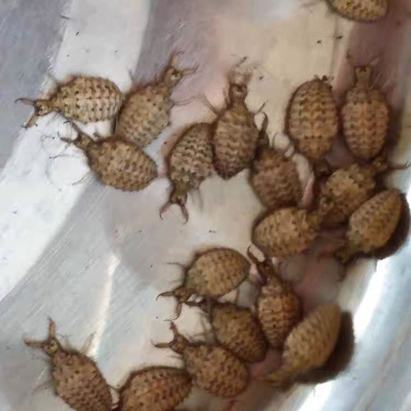 野生地牯牛蚁狮沙牛倒退虫金沙牛在沙底生活沙钻虫活体野生中