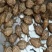 野生地牯牛蚁狮沙牛倒退虫金沙牛在沙底生活沙钻虫活体野生中