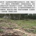 野生地牯牛蚁狮沙牛倒退虫金沙牛在沙底生活沙钻虫活体野生中