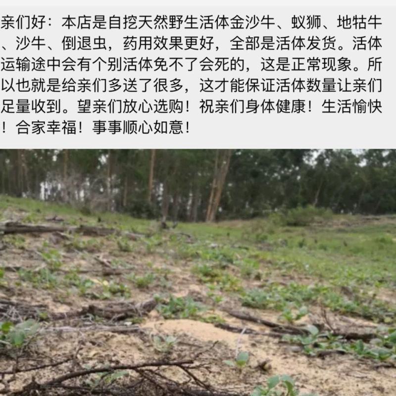 野生地牯牛蚁狮沙牛倒退虫金沙牛在沙底生活沙钻虫活体野生中
