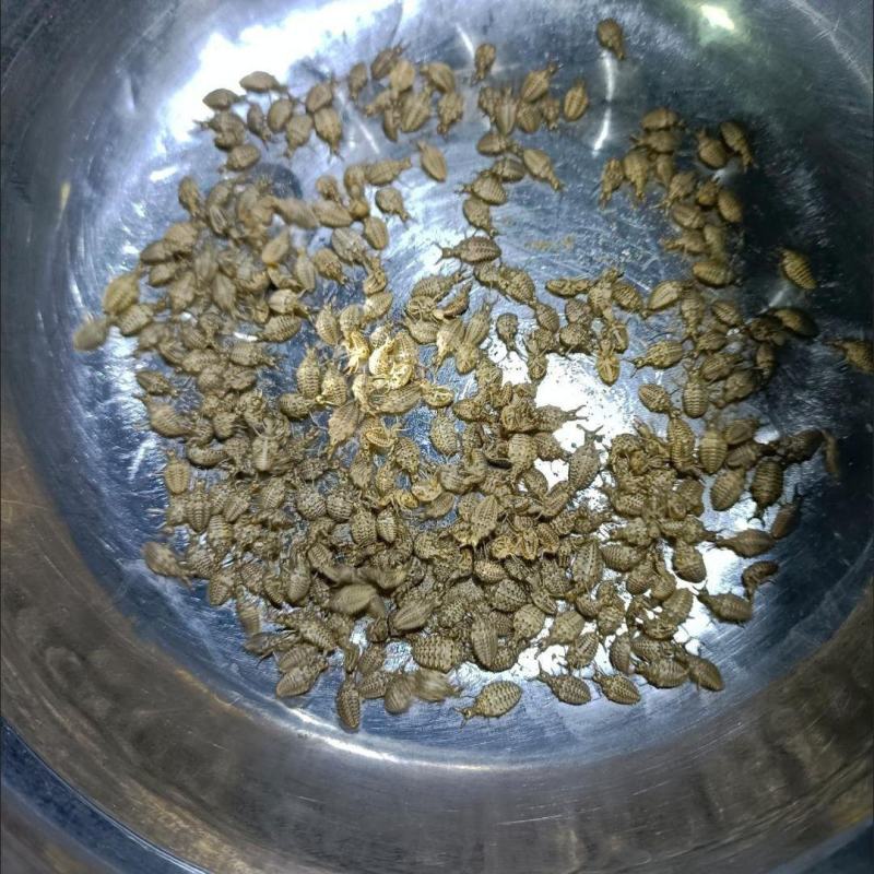 野生地牯牛蚁狮沙牛倒退虫金沙牛在沙底生活沙钻虫活体野生中