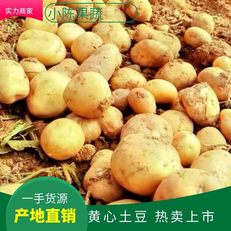 【黄心土豆】辽宁中暑5号土豆大量上市了个大皮毛亮正产地直发
