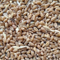 湖北地区精品小麦，水分13-25