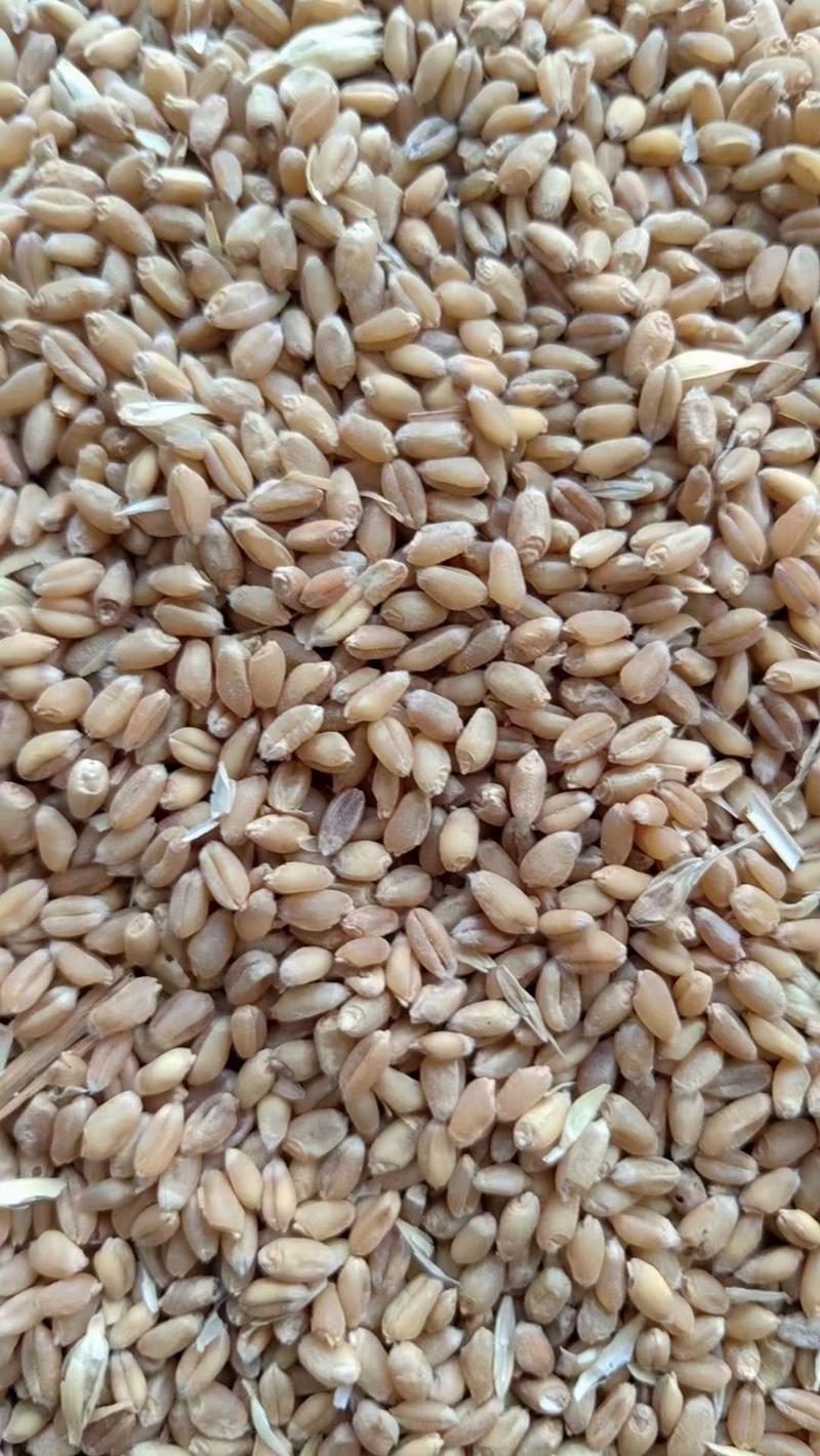 湖北地区精品小麦，水分17