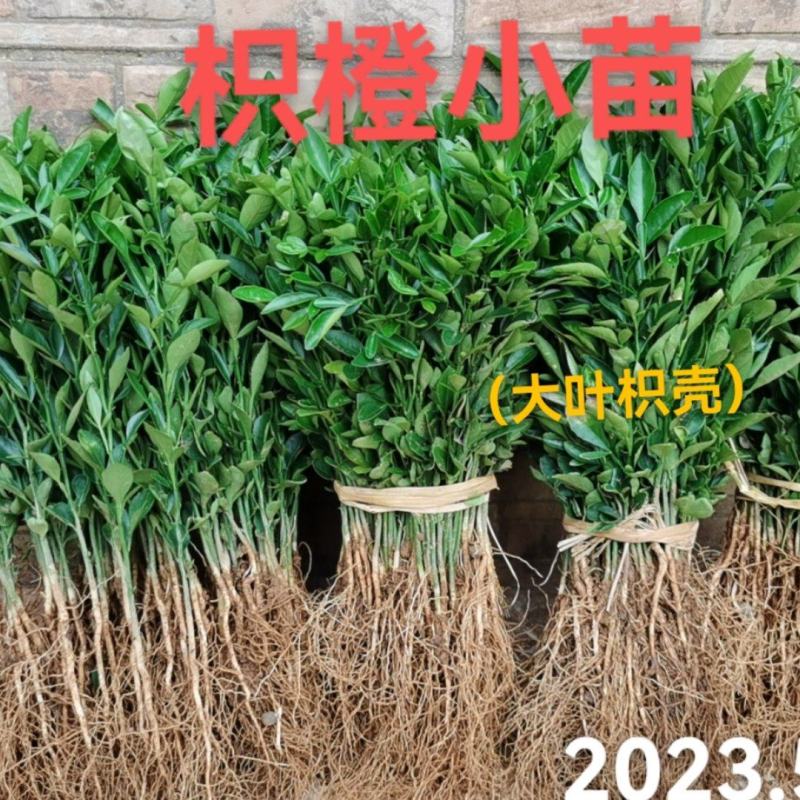 供应优质枳橙小苗（大叶枳壳小苗）枳橙芽苗