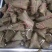 【推荐】豆沙粽子供应商超电商市场保质保量量大价优