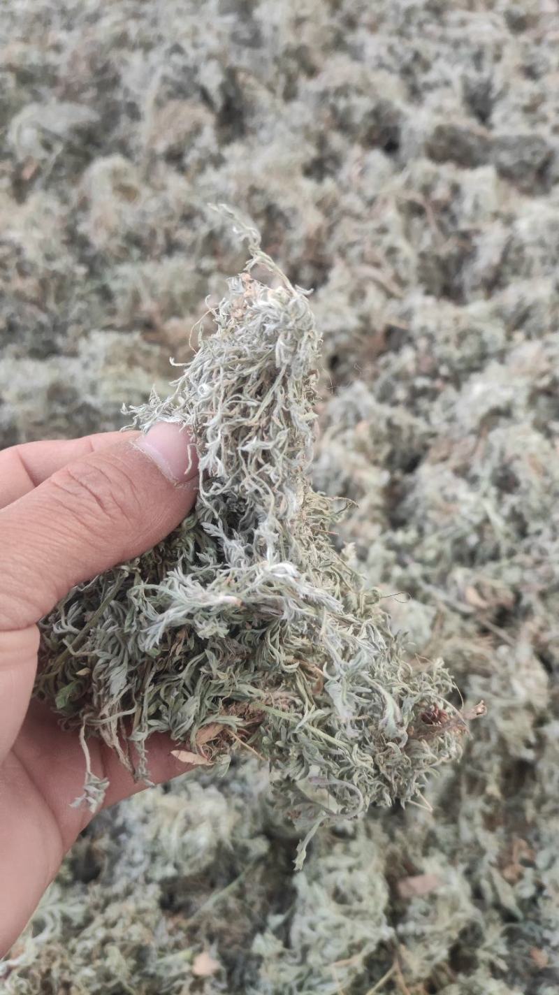 【热卖】茵陈高含量，产地直销，量大价优，欢迎进店联系