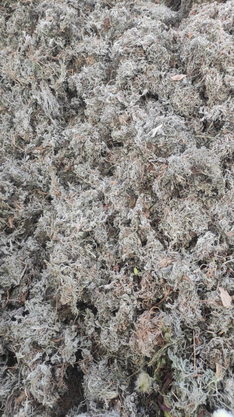 【热卖】茵陈高含量，产地直销，量大价优，欢迎进店联系