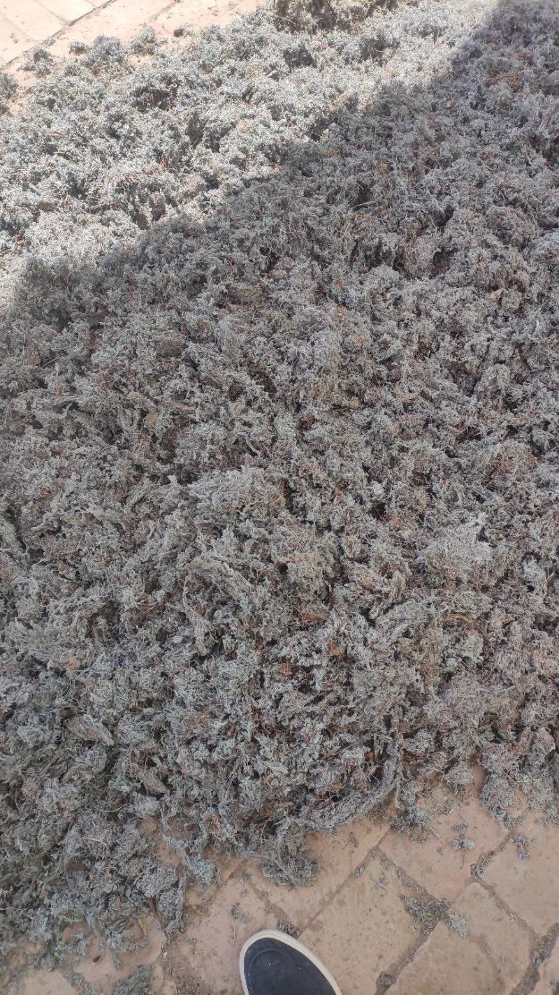 【热卖】茵陈高含量，产地直销，量大价优，欢迎进店联系