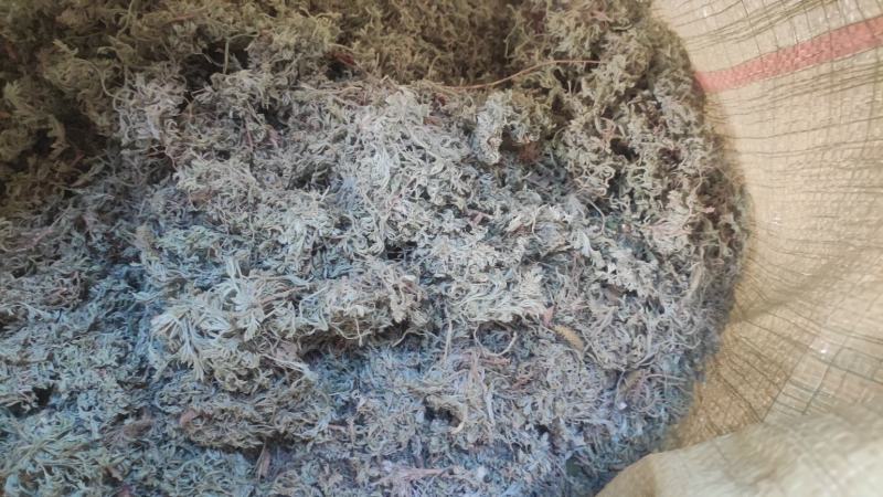 【热卖】茵陈高含量，产地直销，量大价优，欢迎进店联系