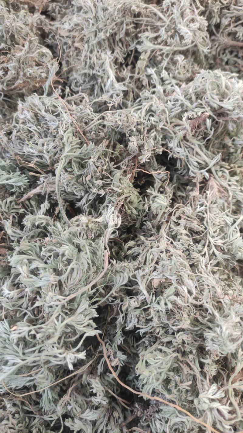 【热卖】茵陈高含量，产地直销，量大价优，欢迎进店联系
