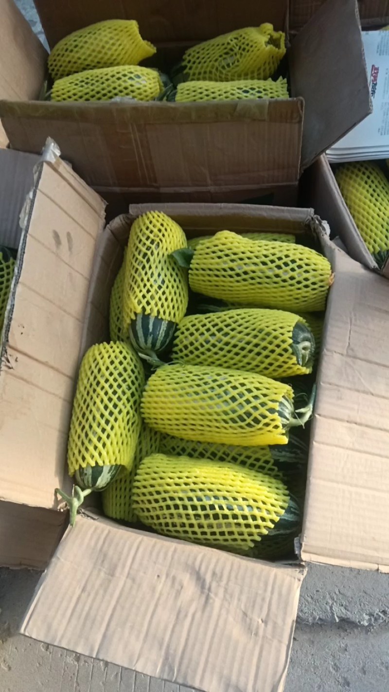 博洋九号甜瓜博阳9砀山万亩基地大量上市了！保证品质