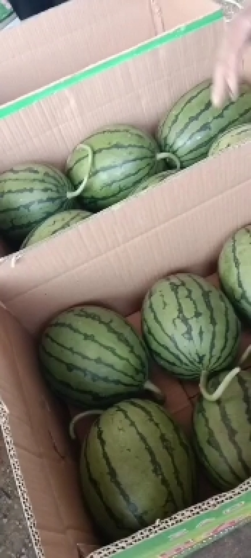 砀山早春红玉2k小糖丸西瓜大量上市了！欢迎咨询