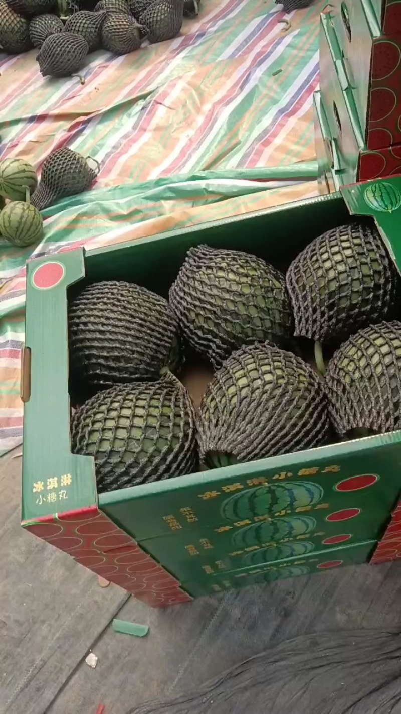 砀山早春红玉2k小糖丸西瓜大量上市了！欢迎咨询