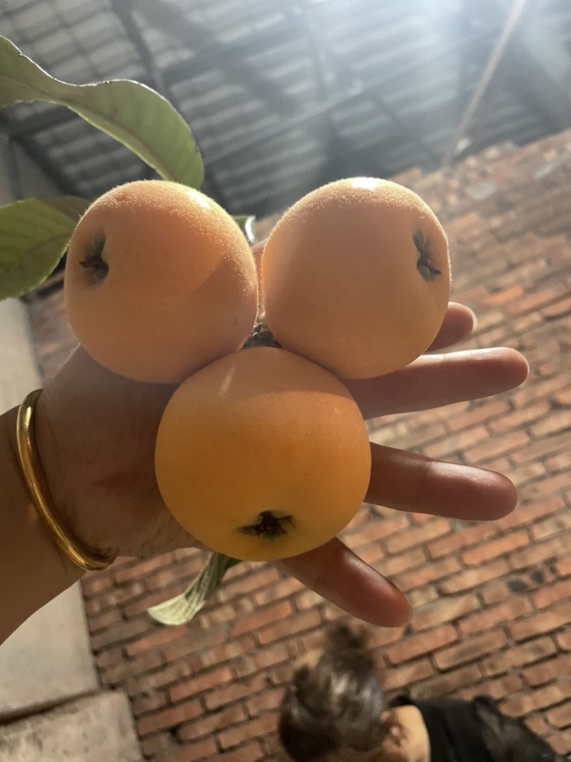 大五星枇杷，欢迎看货询价