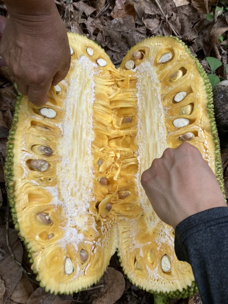 海南黄肉菠萝蜜产地直销全国发货质量保障欢迎订购