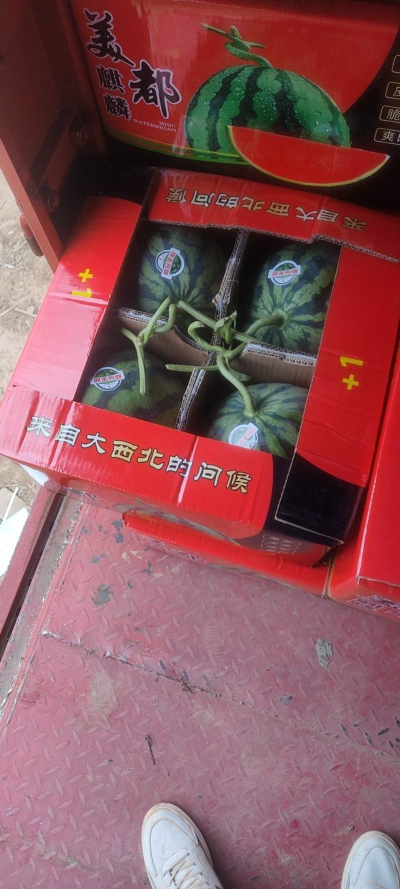 甘肃西瓜无籽美都麒麟西瓜口感好皮薄支持视频