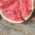 甘肃西瓜无籽美都麒麟西瓜口感好皮薄支持视频