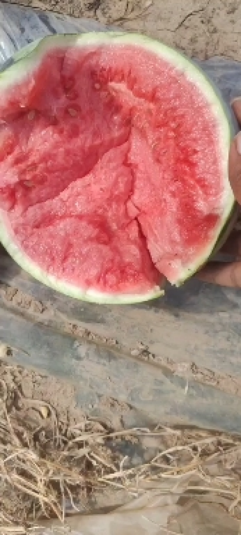 甘肃西瓜无籽美都麒麟西瓜口感好皮薄支持视频