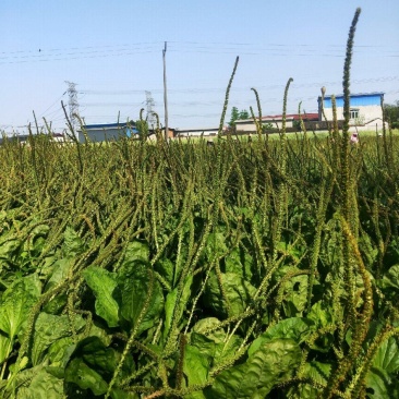 车前子，带白点的好车前子，足斤足量，纯无硫。