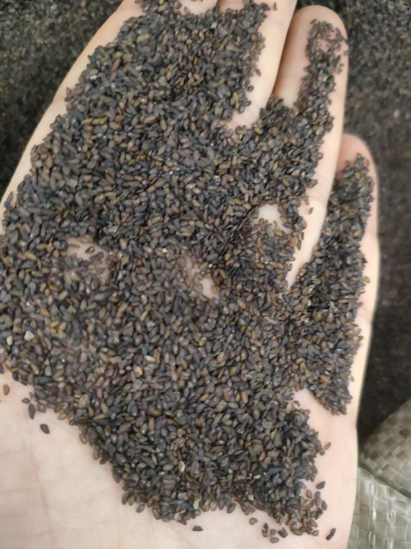 车前子，带白点的好车前子，足斤足量，纯无硫。