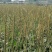 车前子，带白点的好车前子，足斤足量，纯无硫。