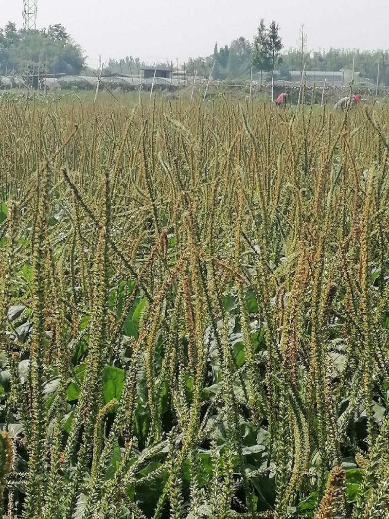 车前子，带白点的好车前子，足斤足量，纯无硫。