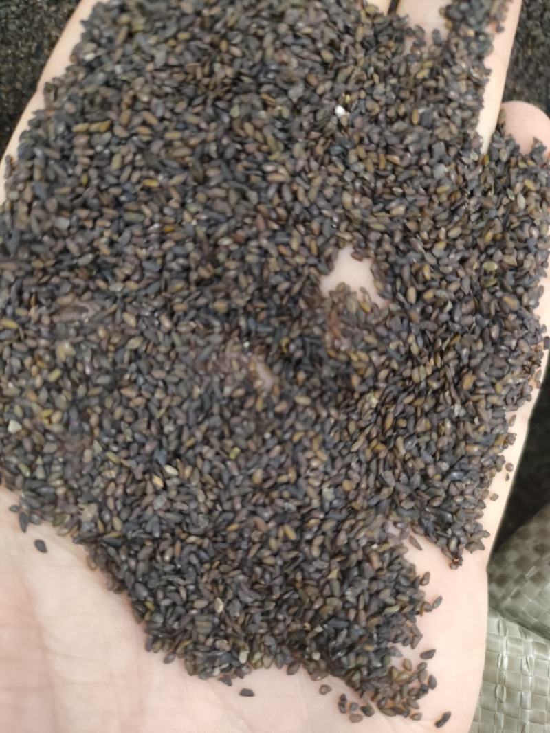 车前子，带白点的好车前子，足斤足量，纯无硫。