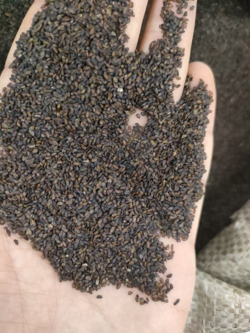 车前子，带白点的好车前子，足斤足量，纯无硫。