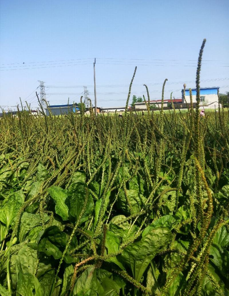 车前子，带白点的好车前子，足斤足量，纯无硫。