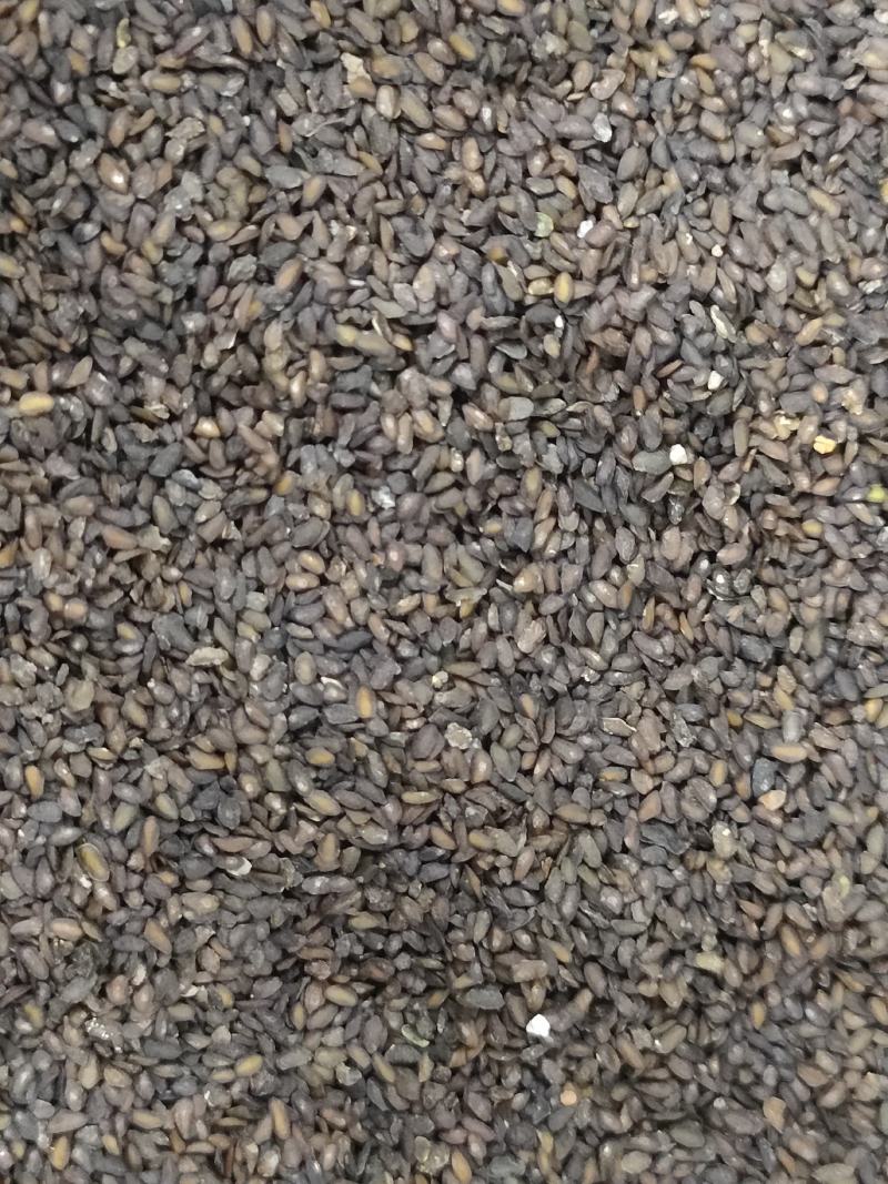 车前子，带白点的好车前子，足斤足量，纯无硫。