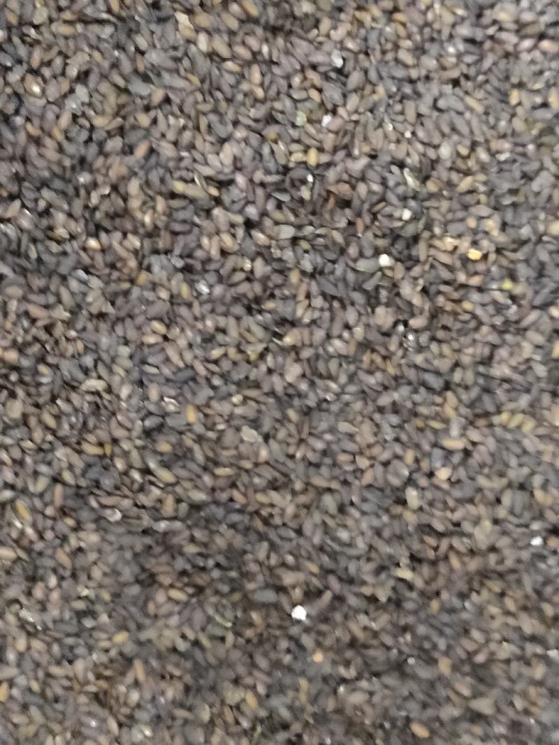 车前子，带白点的好车前子，足斤足量，纯无硫。
