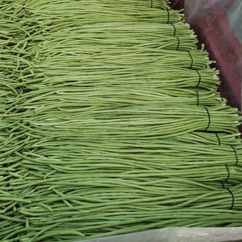 【热卖中】开封长豆角大量上市质量好，可视频看货