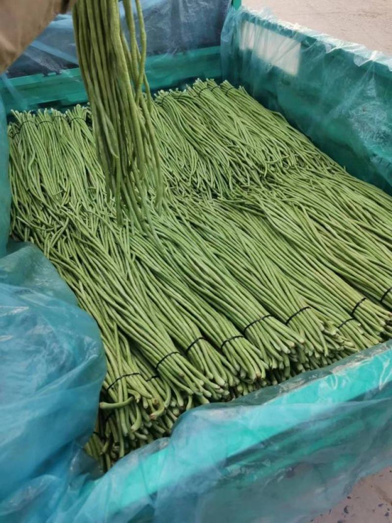【热卖中】开封长豆角大量上市质量好，可视频看货